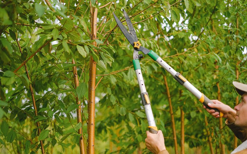 Tree trimming in Du Bois, IL